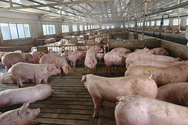  養(yǎng)殖場糞污處理，低成本有機肥生產(chǎn)線方案