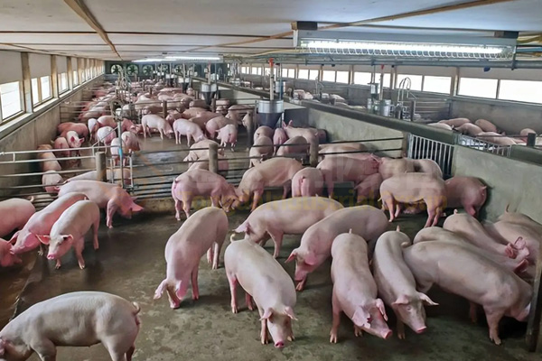 中小型養(yǎng)豬場的豬糞怎么處理?豬糞有機肥生產線怎么建?需要多少錢?