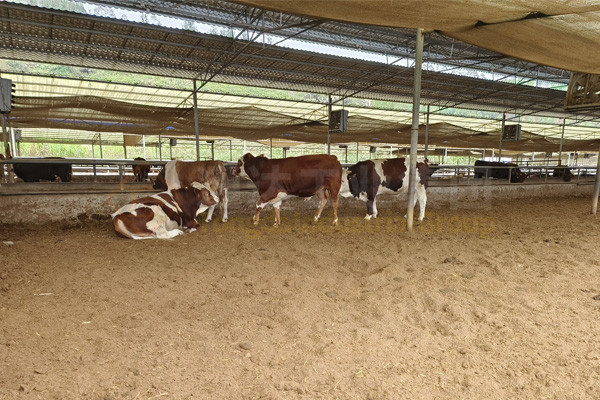 5千頭牛牛糞變有機(jī)肥機(jī)器有哪些?5000頭牛養(yǎng)殖場(chǎng)配多大產(chǎn)量有機(jī)肥設(shè)備?